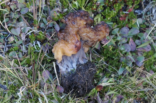 Gyromitra infula — photo