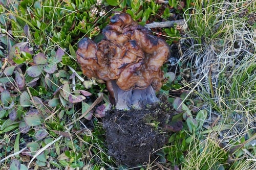 Gyromitra infula — photo