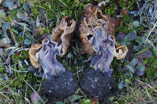 Gyromitra infula