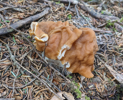 Gyromitra ussuriensis — photo