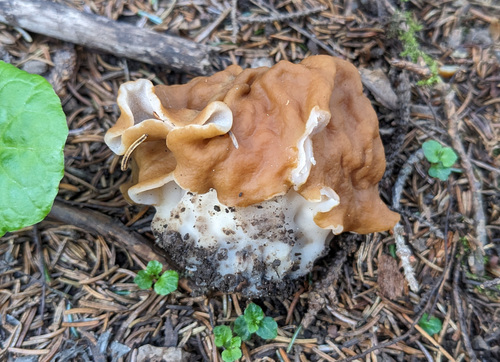 Gyromitra ussuriensis