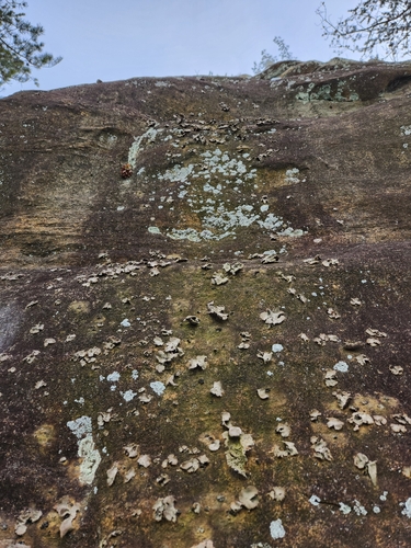 Gyrophora muhlenbergii (Rock tripe) — photo