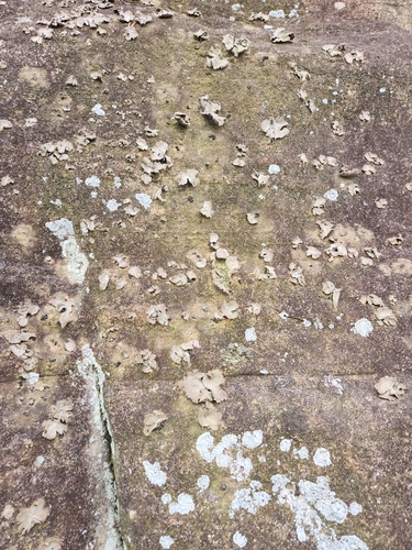 Gyrophora muhlenbergii (Rock tripe) — photo