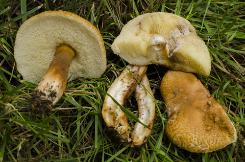 Gyroporus castaneus (Chestnut bolete) — photo