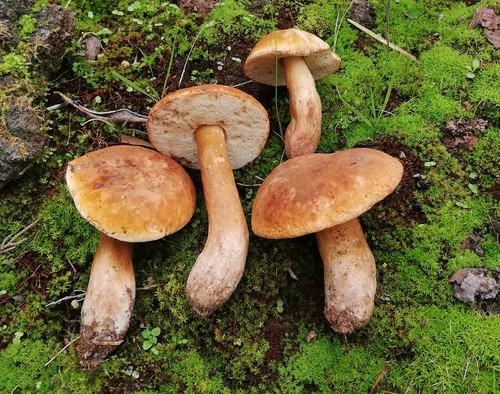 Gyroporus castaneus (Chestnut bolete) — photo