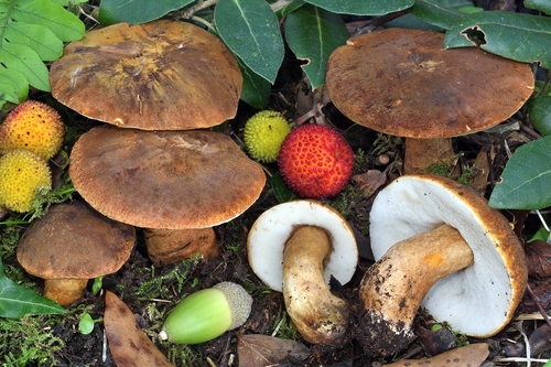 Gyroporus castaneus