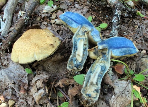 Gyroporus cyanescens (The Blueing Bolete) — photo