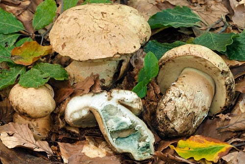Gyroporus cyanescens (The Blueing Bolete) — photo