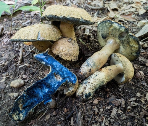 Gyroporus cyanescens