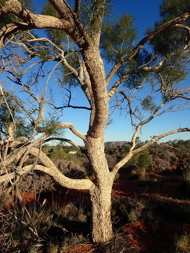 Gyrostemon ramulosus (Camel poison) — photo