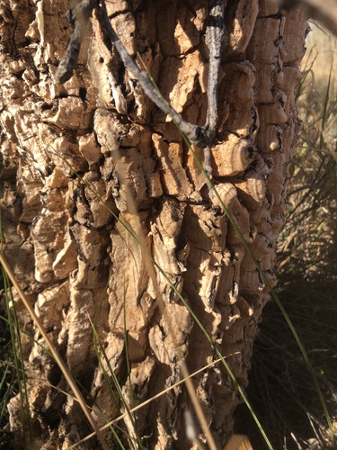 Gyrostemon ramulosus (Camel poison) — photo