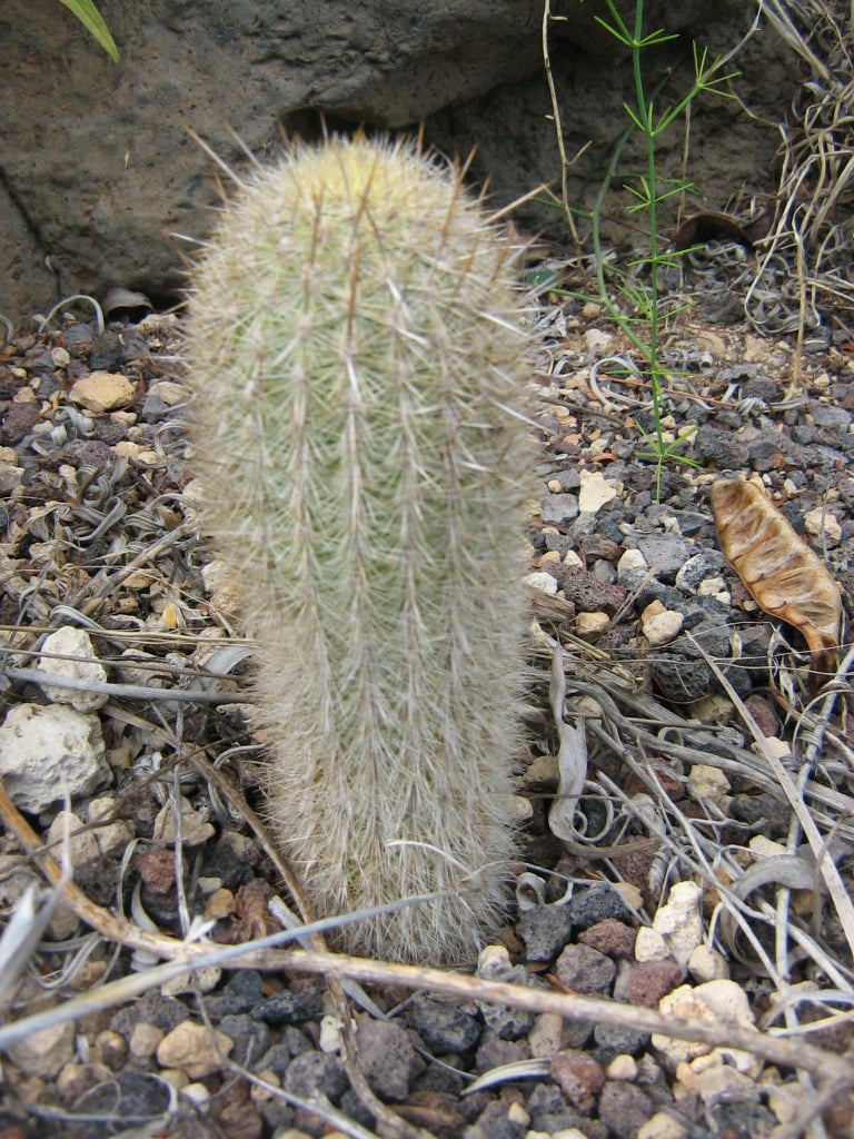 Haageocereus multangularis