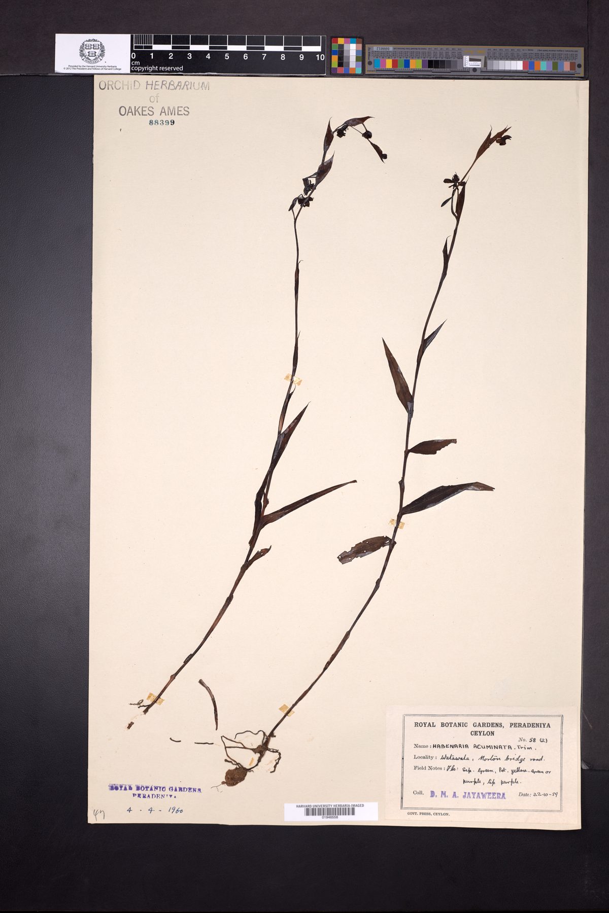 Habenaria acuminata — photo
