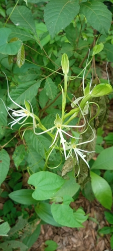 Habenaria cirrhata — photo