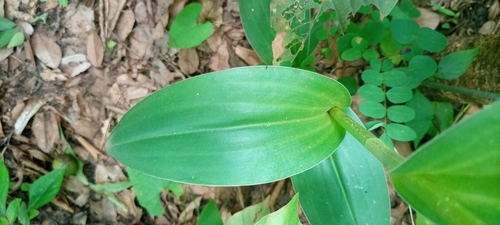 Habenaria cirrhata — photo