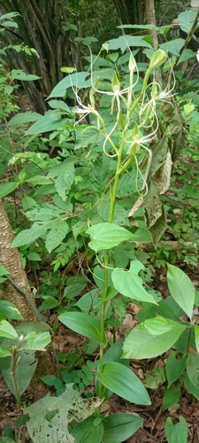 Habenaria cirrhata