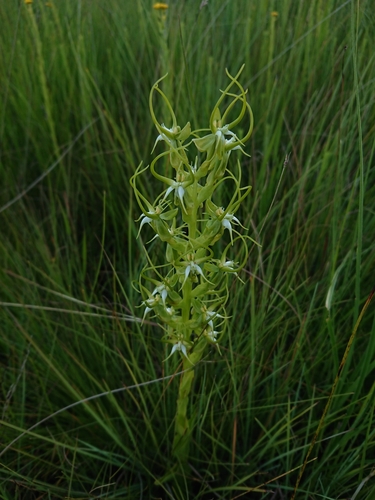 Habenaria cornuta