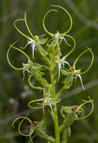 Habenaria cornuta — photo