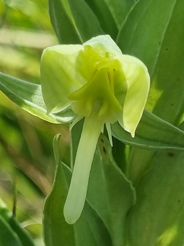 Habenaria epipactidea — photo