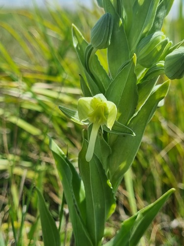 Habenaria epipactidea — photo