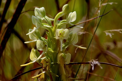 Habenaria epipactidea