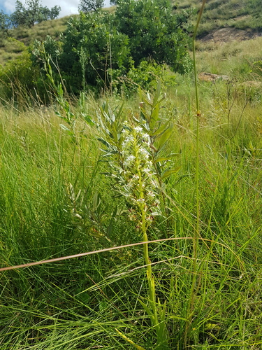 Habenaria falcicornis — photo
