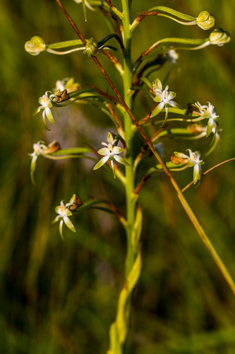 Habenaria falcicornis