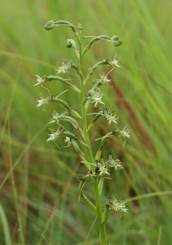 Habenaria humilior — photo