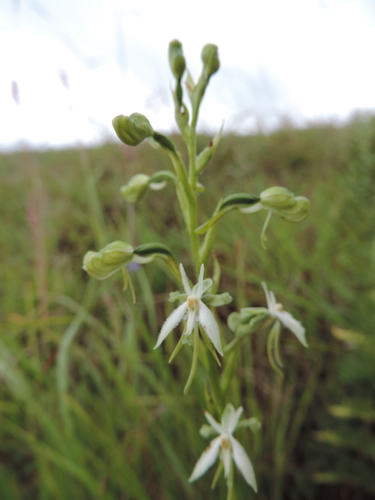 Habenaria kyimbilae — photo