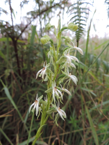 Habenaria kyimbilae