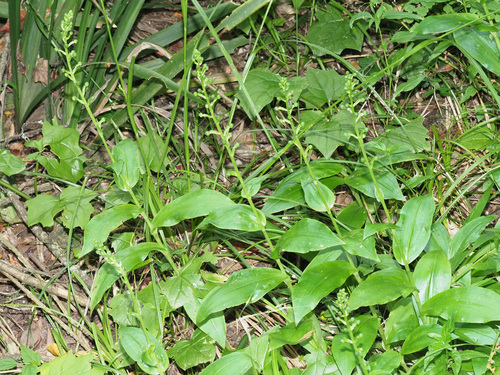 Habenaria malacophylla — photo