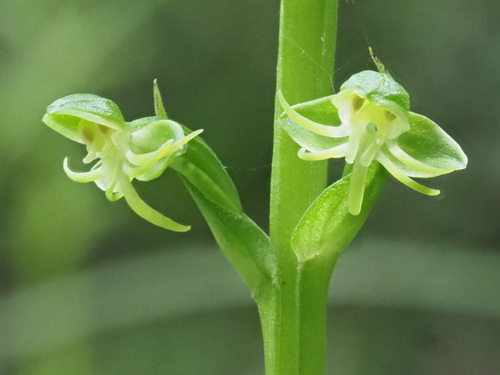 Habenaria malacophylla — photo
