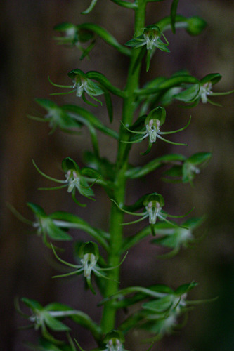 Habenaria malacophylla