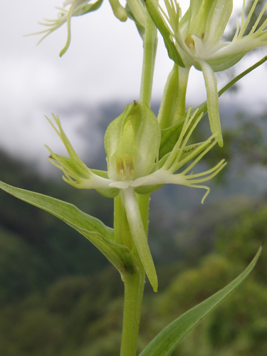 Habenaria multipartita (Uwi-uwi) — photo