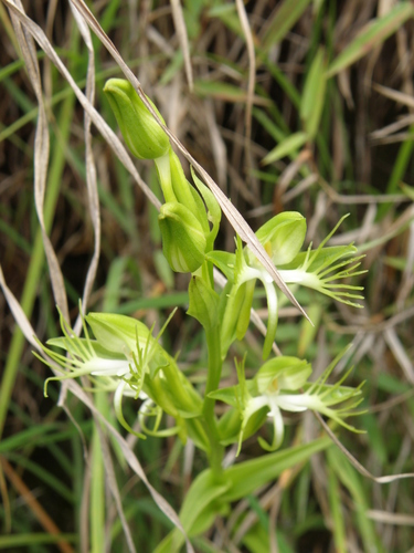 Habenaria multipartita