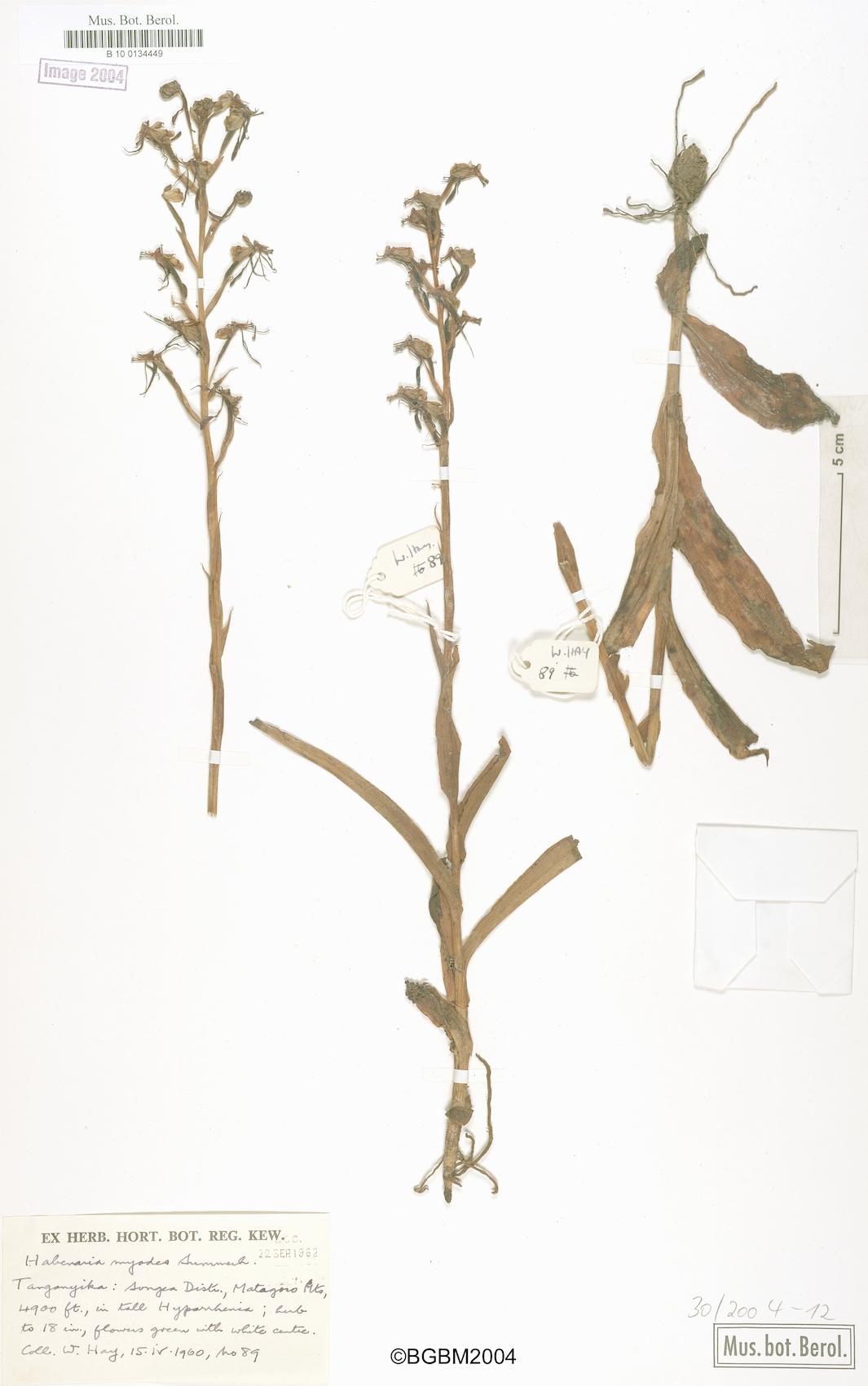 Habenaria myodes — photo