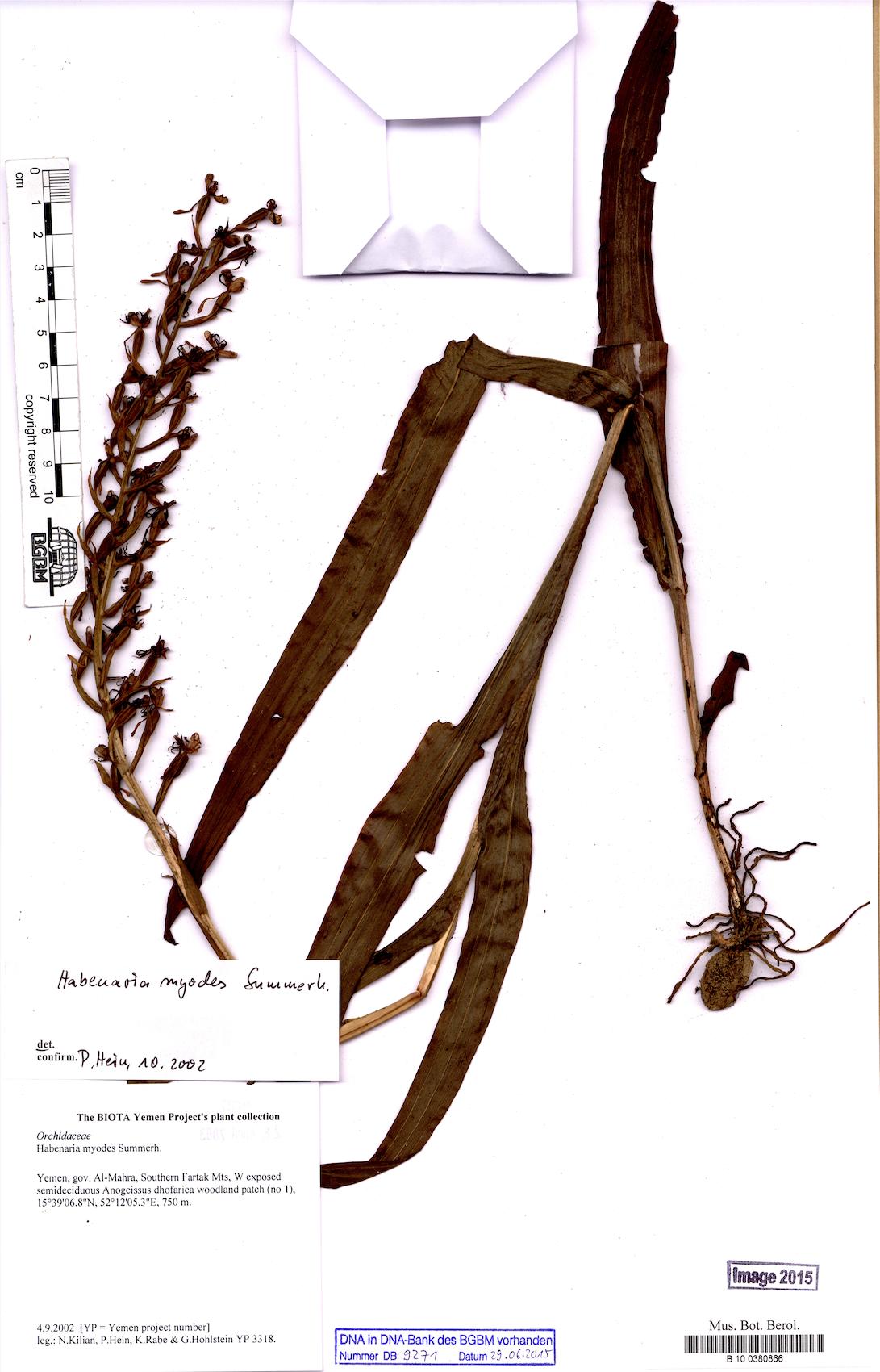 Habenaria myodes