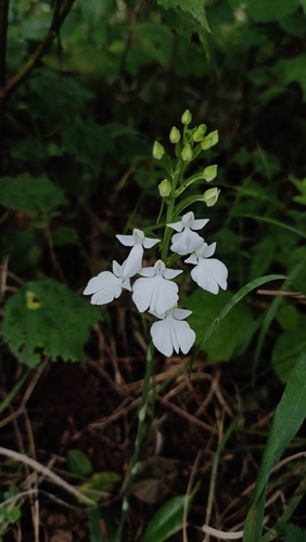 Habenaria plantaginea — photo