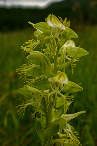 Habenaria praestans — photo
