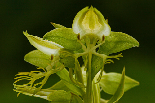 Habenaria praestans — photo
