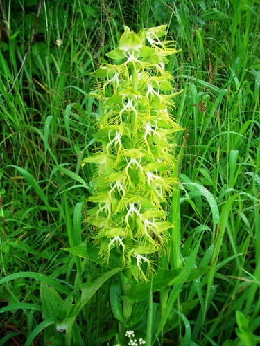 Habenaria praestans