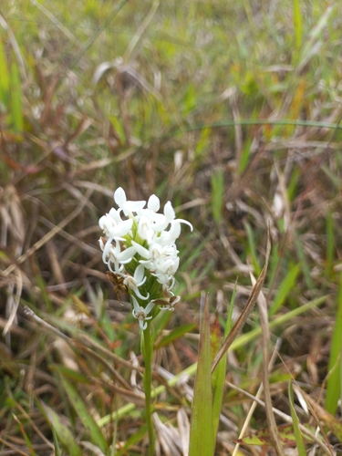 Habenaria rumphii — photo