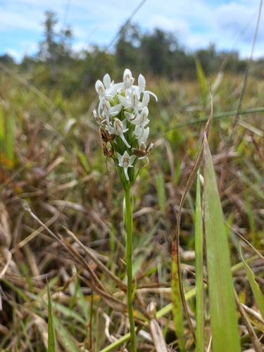 Habenaria rumphii — photo