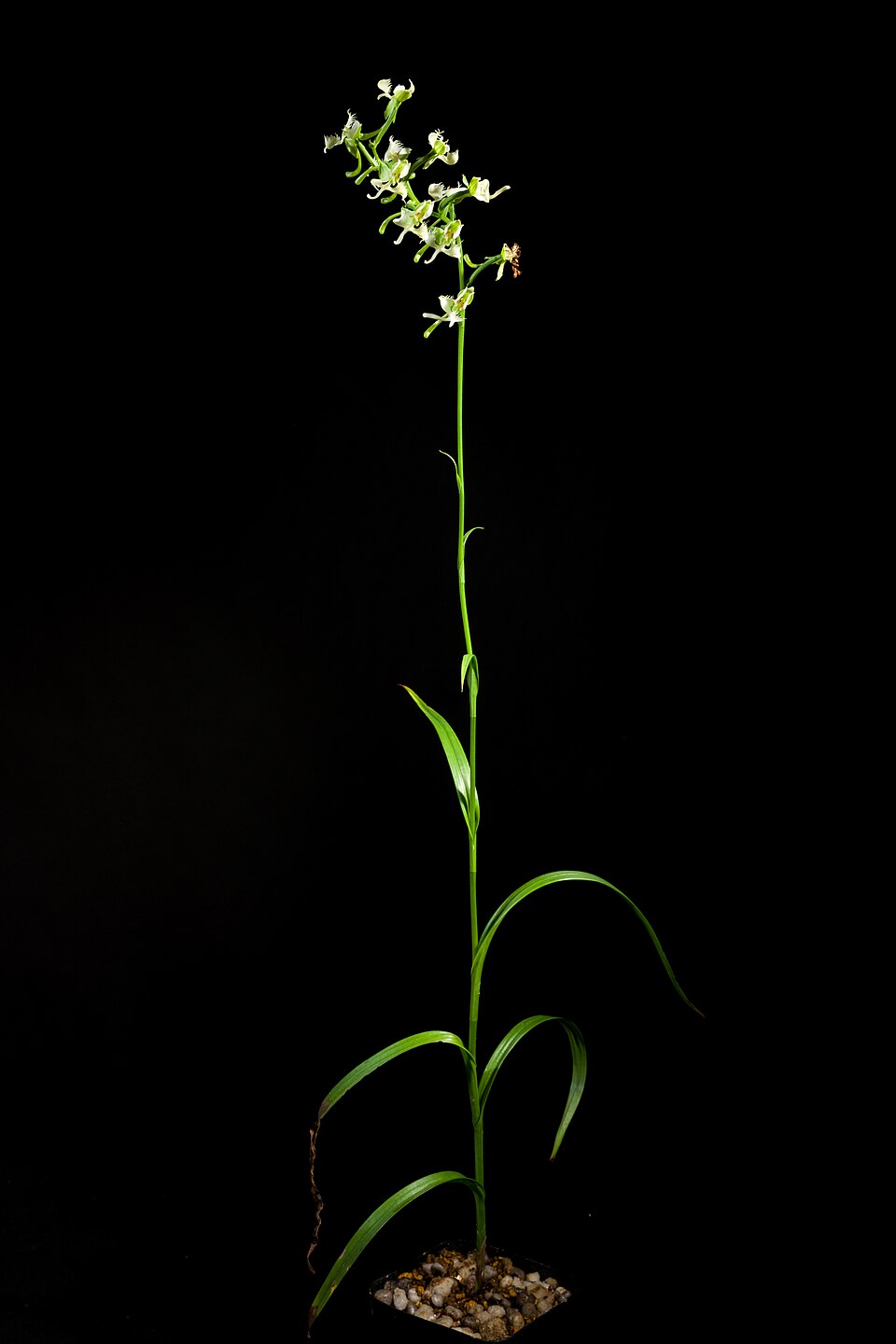 Habenaria sp. — photo