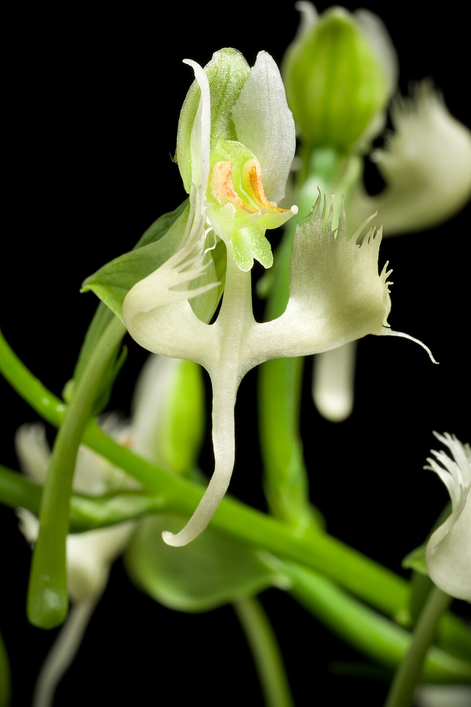 Habenaria sp.