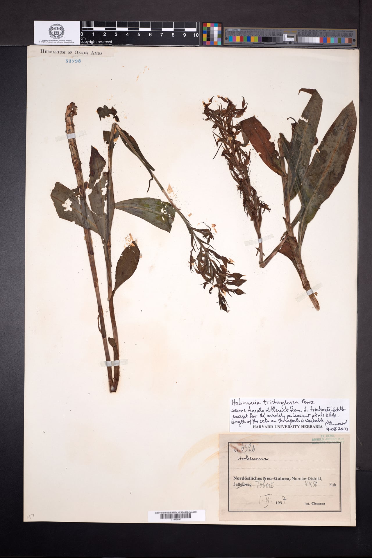 Habenaria trichoglossa — photo