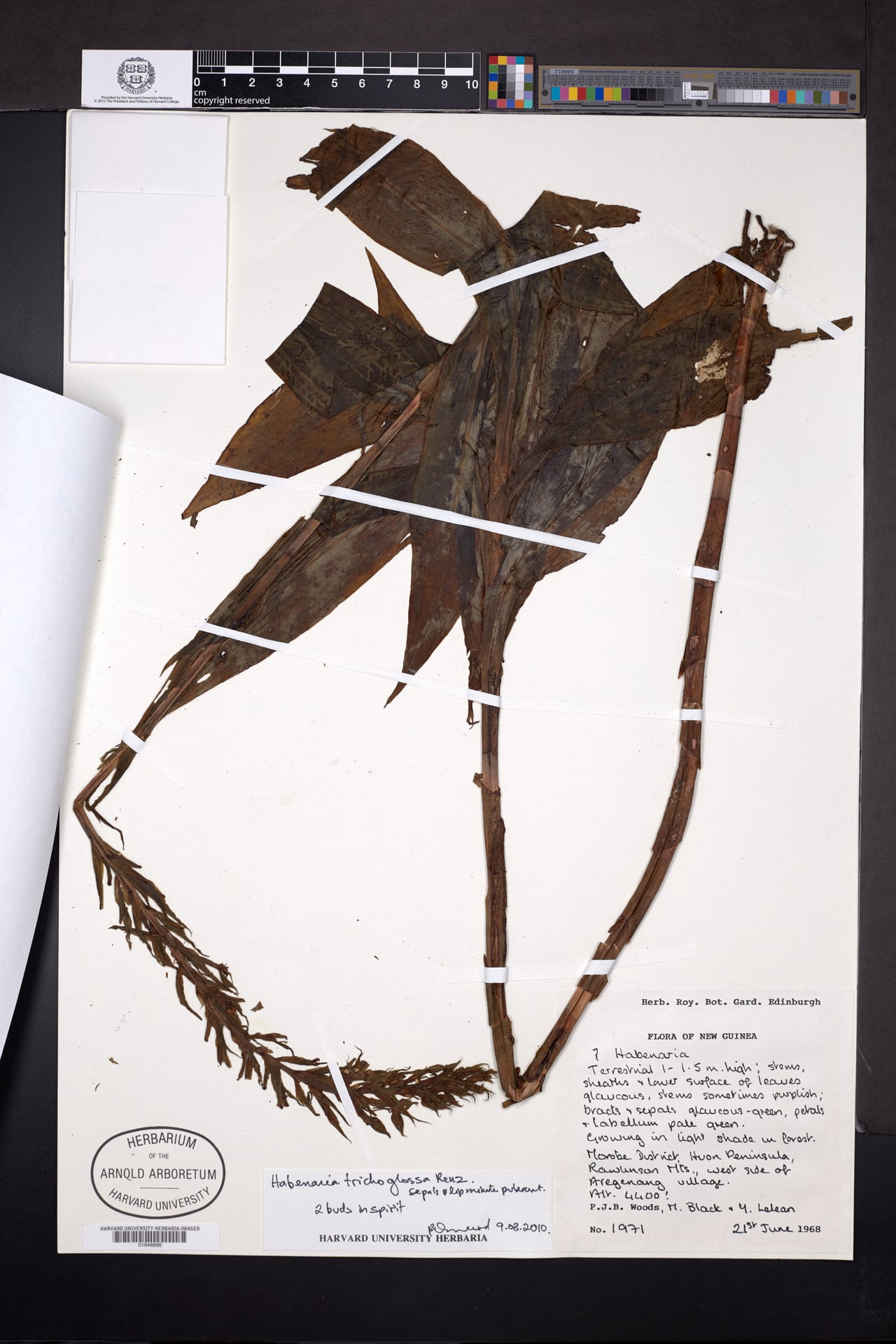 Habenaria trichoglossa