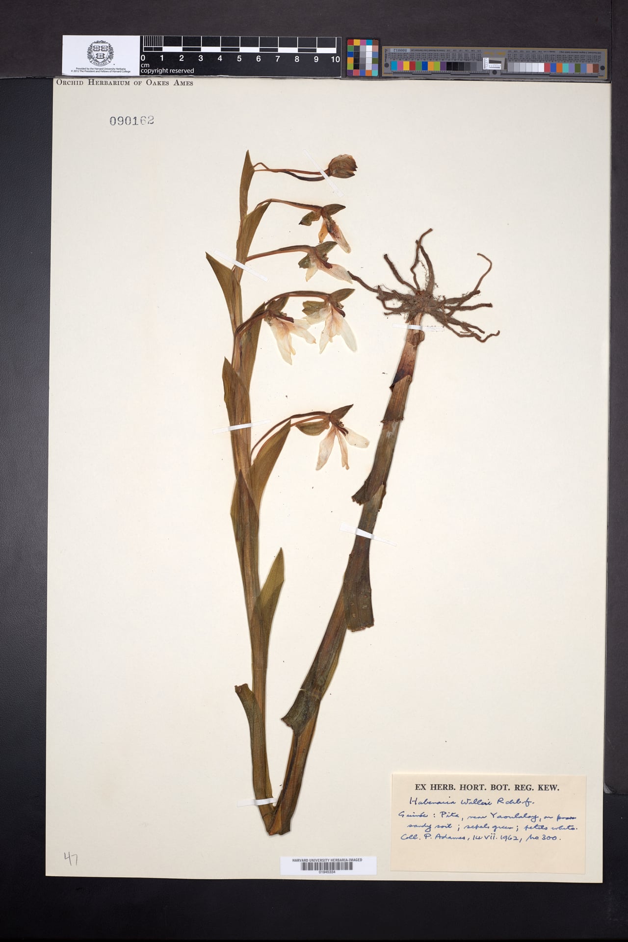 Habenaria walleri — photo
