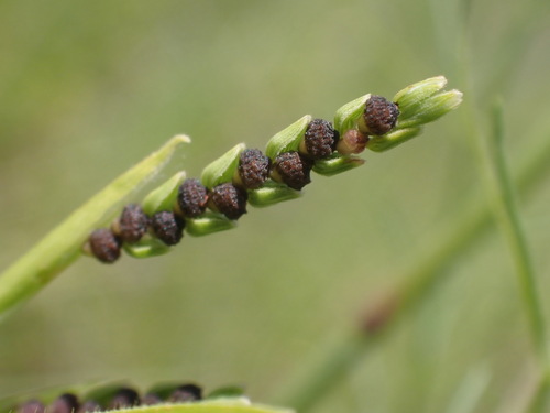 Hackelochloa granularis — photo