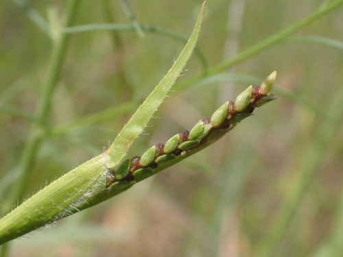 Hackelochloa granularis — photo
